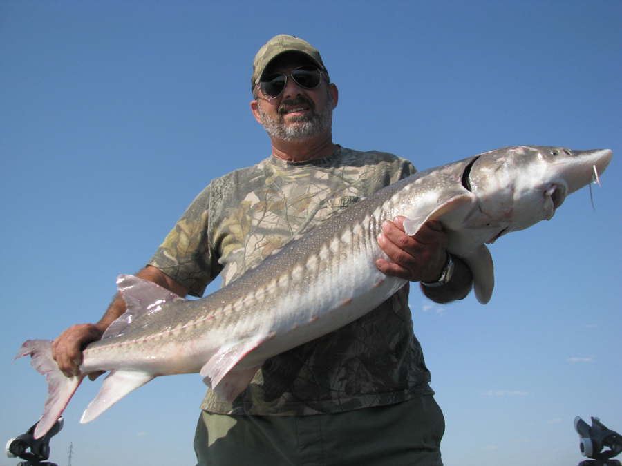 Sturgeon_3.jpg