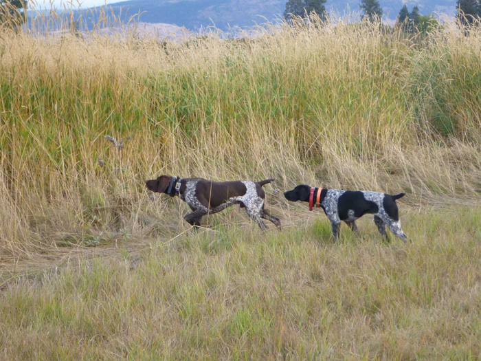 pheasant hunting habitat